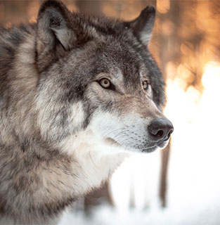 Image of wolf staring off in the distance